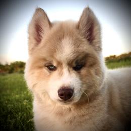 Pomsky and Siberian Husky Puppies from A-Dream Pomsky Kennel