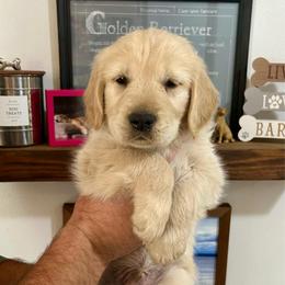 Male 3 Black Collar - Golden male Golden Retriever puppy in Rainier, Washington from Hanson’s NW Goldens & Doodles