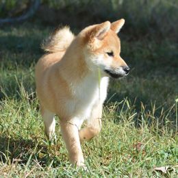 Red Man - Red male Shiba Inu puppy in Tuscaloosa, Alabama from Rita and Daniel Montgomery - Cedarwood Siberians and Shibas