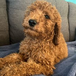 Boy light blue $ 500 - Red  Poodle puppy in Siloam Springs, Arkansas from Wanda De La Rosa