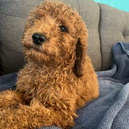 Boy light blue $ 500 - Red  Poodle puppy in Siloam Springs, Arkansas from Wanda De La Rosa