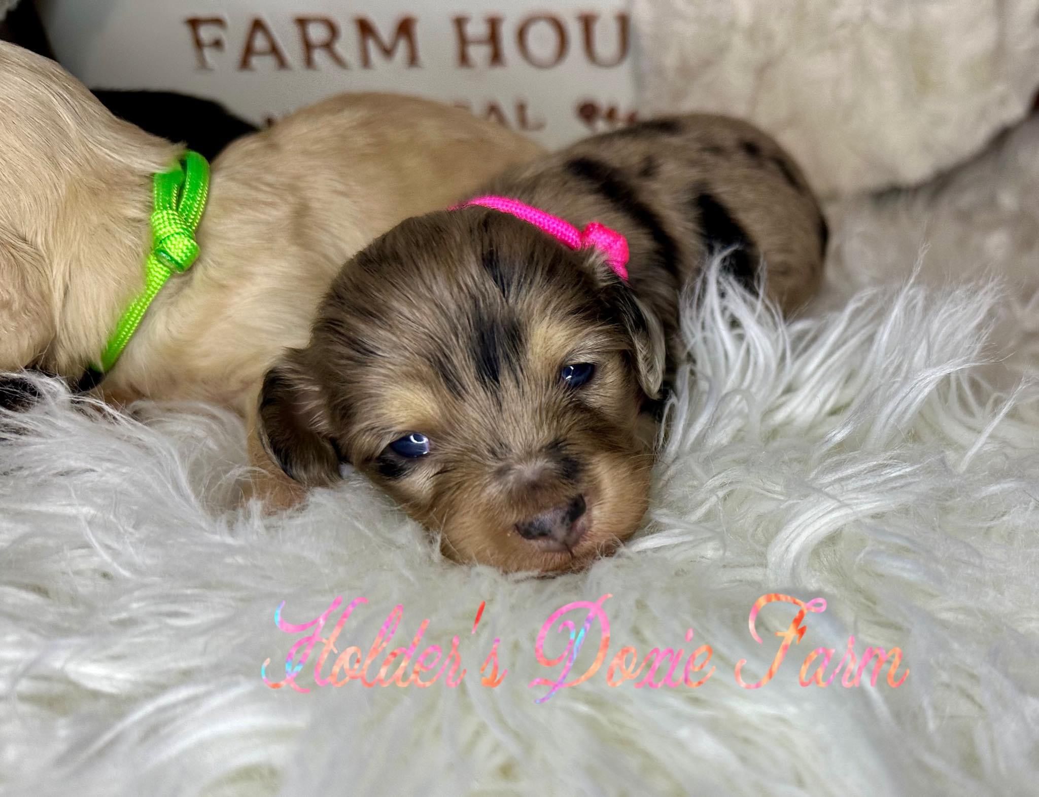 Holder’s Doxie Farm in Oklahoma Dachshund puppies Good Dog