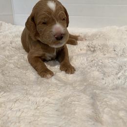 Goldendoodle Puppies from Dhalia’s Doodles