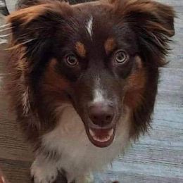 Finn - Miniature Australian Shepherd