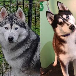 Siberian Husky puppies from Yuki Ookami Show Kennel