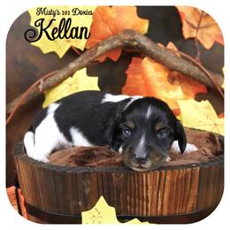 KELLAN - AKC Registered - Black and tan male Dachshund puppy in Graceville, Florida from Misty's 101 Doxies