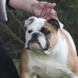 Bulldogs and French Bulldogs from Double B Bulldogs