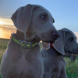 Weimaraner Puppies from Rafter V Weimaraners