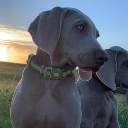 Weimaraner Puppies from Rafter V Weimaraners