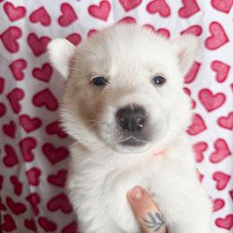 Red collar - White male Siberian Husky puppy in Solon Springs, Wisconsin from Snowfall Siberians