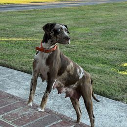 Livy - Catahoula Leopard Dog