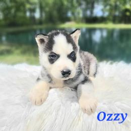 Ozzy - Black and white male Siberian Husky puppy in Hebron, Kentucky from Glacier Run Huskies