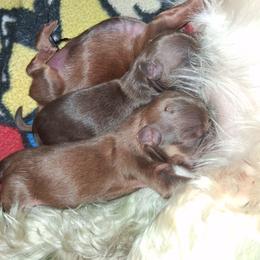 Tommy - Lilac male Shih Tzu puppy in Memphis, Tennessee from Lady and the Tramp