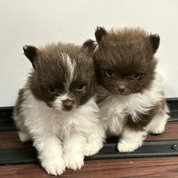 Cocoa - Chocolate parti female Pomeranian puppy in Anchorage, Alaska from Arctic Pomeranians