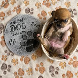 Chalupa - Black sabled fawn female Chihuahua puppy in Rocky Mount, Virginia from Teeny Chihuahuas