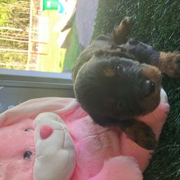 Cavapoo Puppies from Wee-1 Cavapoos