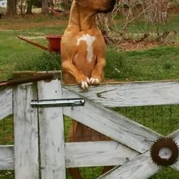 Rhodesian Ridgeback All Grown Up from Indaba Ridgebacks