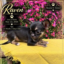 AKC Raven - Black and white female Chihuahua puppy in Columbus, Nebraska from Prancy Pawz