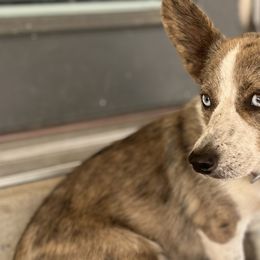 American Corgis and Australian Shepherds from KC Bar