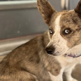 American Corgis and Australian Shepherds from KC Bar