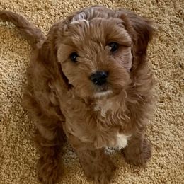 Cavachons and Cavapoos from Sister Sister Cavachons and Cavapoos