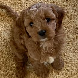 Cavachons and Cavapoos from Sister Sister Cavachons and Cavapoos