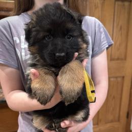 Miss Yellow - Black and red female German Shepherd puppy in Lawton, Michigan from Free Indeed Shepherds