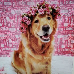 Mary - Golden Retriever