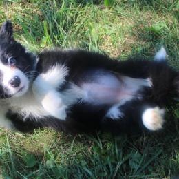 Ghost - Purple - Black and white female Border Collie puppy in Crawfordsville, Indiana from Rescued Dreams Border Collies