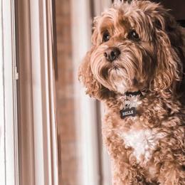 Cockapoo and Poodle All Grown Up from Kathy Maize