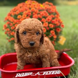 Dolly - Red  female Goldendoodle puppy in Statesville, North Carolina from Ashley's Doodles