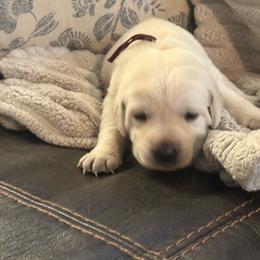 Girl 3- first pick white girl - Yellow female Labrador Retriever puppy in Isanti, Minnesota from Four Corners Family Labs