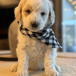K-Orange Boy - Parti male Goldendoodle puppy in Lewisville, Texas from Texas Goldendoodle Lovers