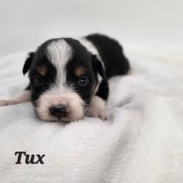 Tux - Black tri-color male Australian Shepherd puppy in Annville, Pennsylvania from Creekside Aussies LLC