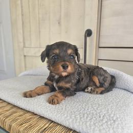 Gunnar - Merle male Cavapoo puppy in Floyd, Virginia from Hearts and Paws Poodles and Doodles