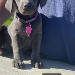 Basset Hound and Labrador Retriever Puppies from Porter Kennels