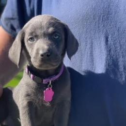Basset Hound and Labrador Retriever Puppies from Porter Kennels