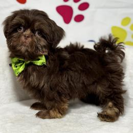 Boy 2 - Chocolate and tan male Shih Tzu puppy in Los Angeles, California from For the Love of Shih Tzus
