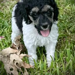 Waltz - Parti female Poodle puppy in Spring, Texas from Alysia Saleice Estes