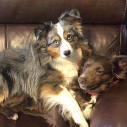 Miniature Australian Shepherds from Whiskey Land Aussie's