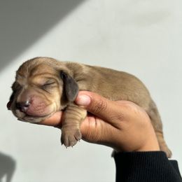 Toast (cream dapple) - Cream male Dachshund puppy in Mc Donough, Georgia from L & J Kennel