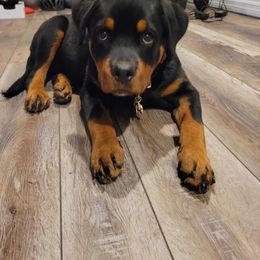 Rottweiler Puppies from Vom Hirschman Rottweiler