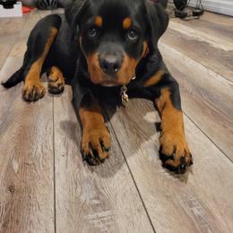 Rottweiler Puppies from Vom Hirschman Rottweiler
