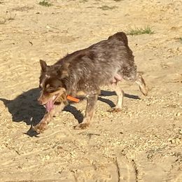 Chaka - Australian Cattle Dog