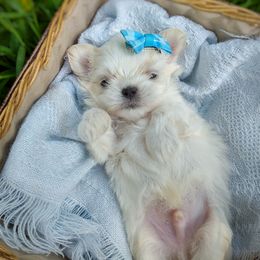 Companion Cross, Havanese, Mal-Shi, Maltese, Maltipoo, Morkie, and Shih Tzu Puppies from Seeking Shalom Acres Maltese, Maltipoos & Havamalts