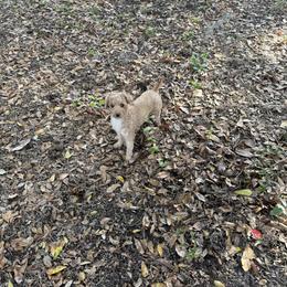 Ruby - Poodle