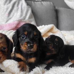 Black tan - Black and tan female Dachshund puppy in Ashford, Alabama from Circle City Dachshunds