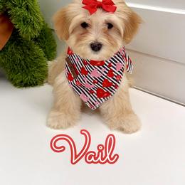 Vail - Apricot female Maltipoo puppy in Buford, Georgia from Petite Posh Puppies