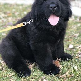 Newfoundland Puppies from Bookcliff Newfies