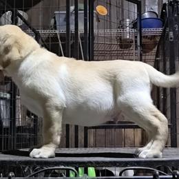 Male 5th Pick - Yellow male Labrador Retriever puppy in Andrews, South Carolina from Leyland Cypress Retrievers